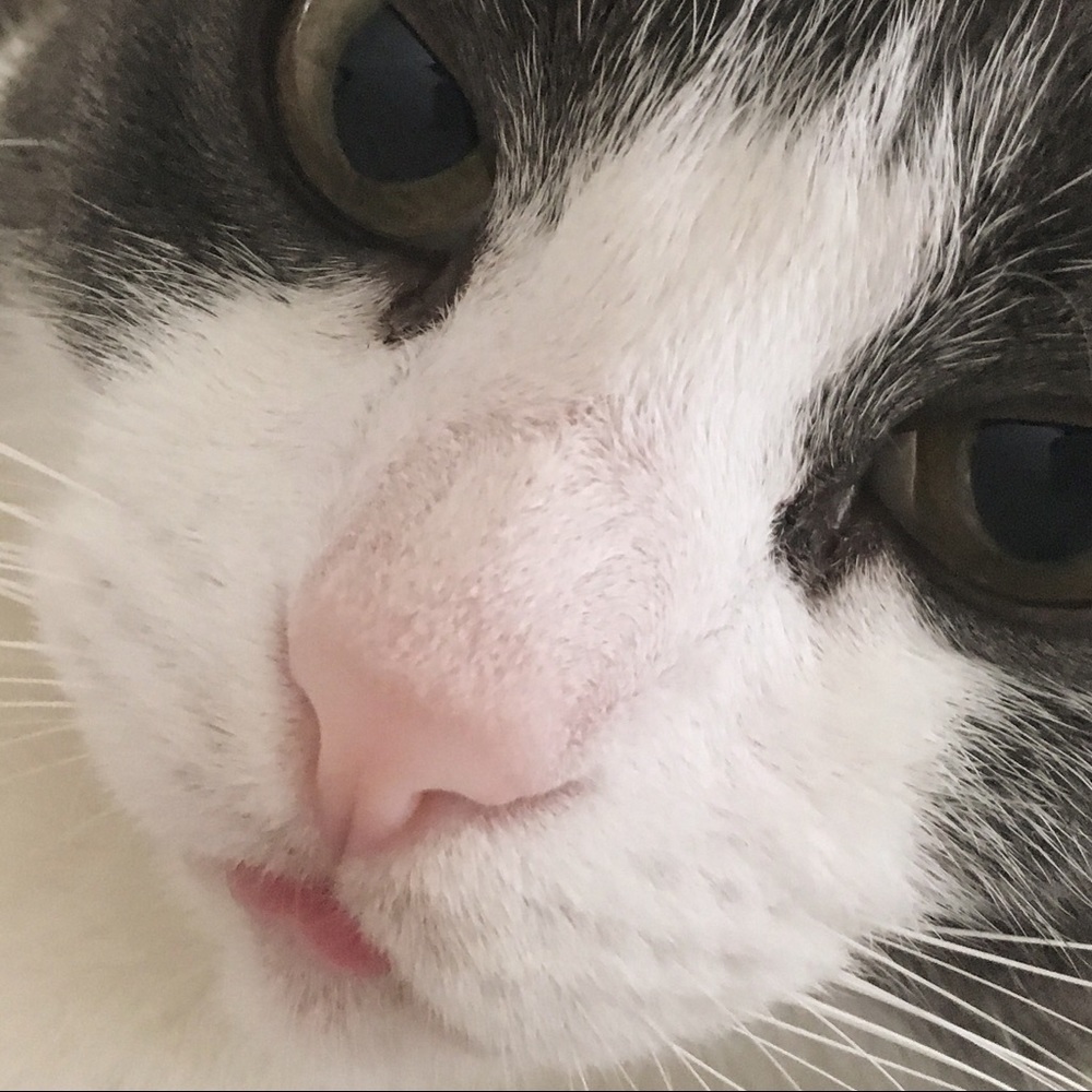 Meet your Posher, Daisy